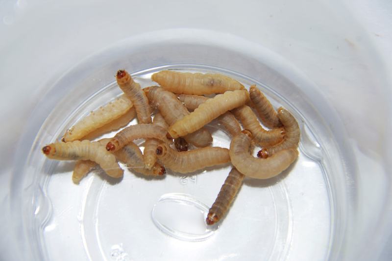 close up wax worm