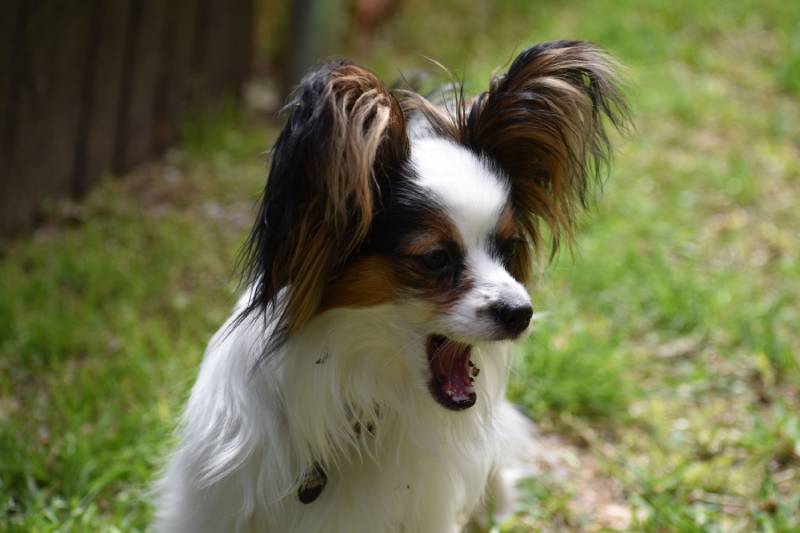 closeup of a Papillon dog lying outdoors in green grass and barking in sunlight