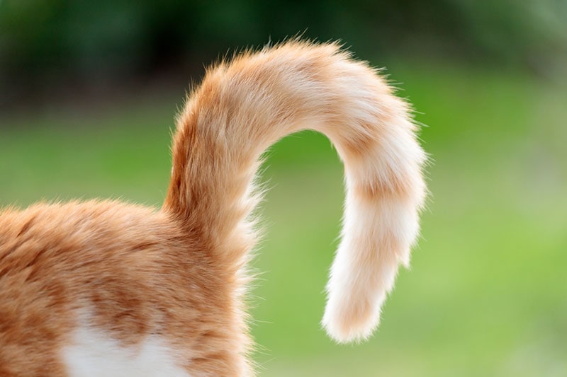 How to Tell if Your Cat Has a Broken Tail: 6 Vet Approved Signs