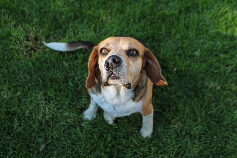 Cleft Palate in Dogs: Signs, Causes & Care (Vet Answer)