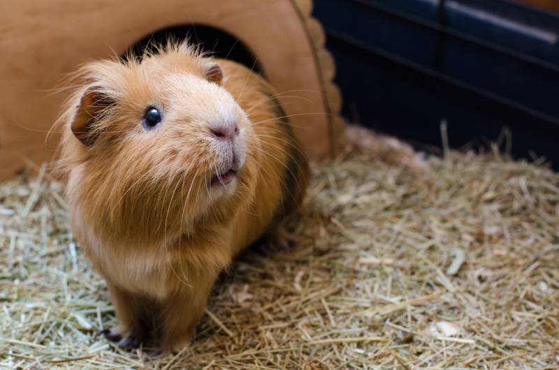 Can Guinea Pigs See Color? Vet-Approved Facts & FAQ
