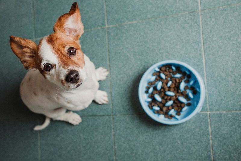 8 Best Slow Feed Dog Bowls 2026 - Reviews & Top Picks