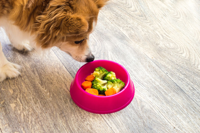 10 Best Vegetables for Dogs: Vet-Approved Options (With Pictures)