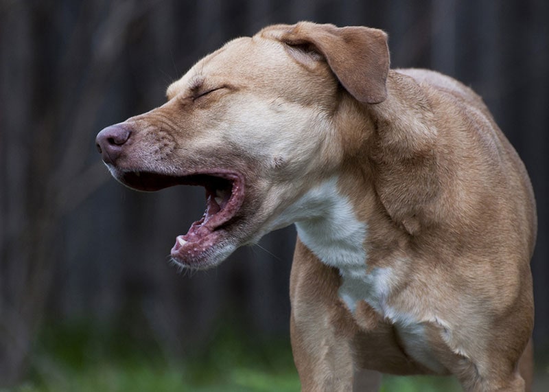 Why Is My Dog Gagging? 9 Vet-Reviewed Reasons & What to Do