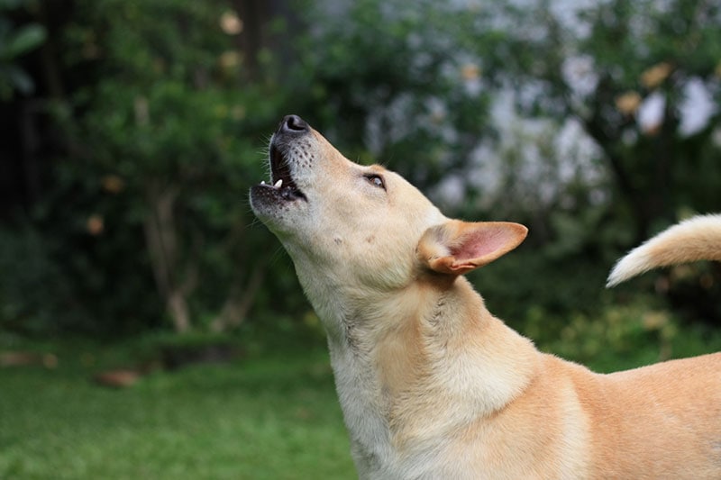 Why Do Dogs Howl at Sirens? 6 Vet-Reviewed Reasons