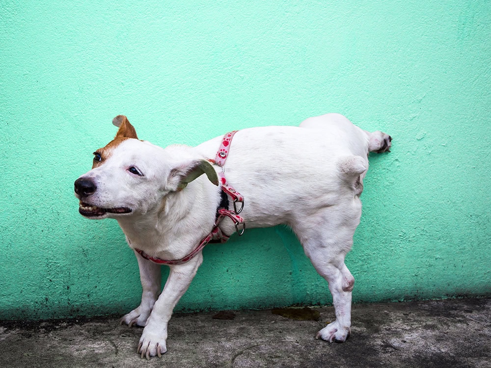 How to Get Dog Pee Smell Out of Concrete & Garages: 5 Proven Methods