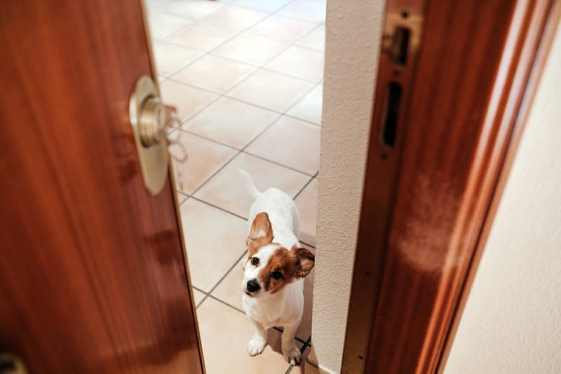 How to Stop a Dog from Scratching Doors: 7 Vet-Verified Simple Practices