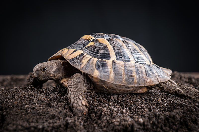 Hermann’s Tortoise: Pictures, Facts, Diet, & Care Guide