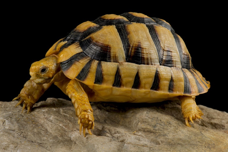 How Long Do Egyptian Tortoises Live? Average Lifespan, Data & Care