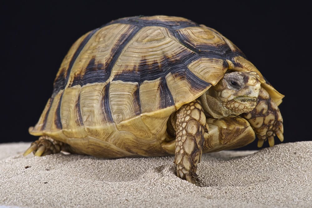 How Big Do Egyptian Tortoises Get? Average Weight & Growth Chart