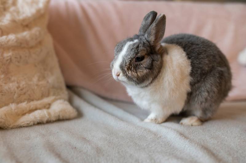 How Long Can You Leave a Rabbit Alone? 7 Vet Approved Tips