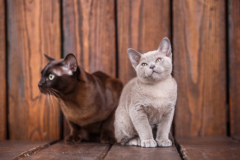 Can Cats Get High? Effects of Weed on Cats