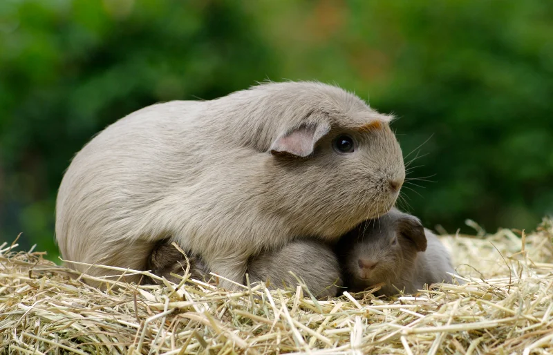 How to Tell if a Guinea Pig Is Pregnant: 5 Vet-Approved Methods
