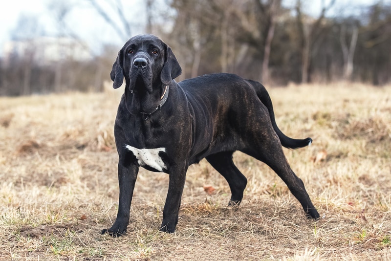 Fila Brasileiro (Brazilian Mastiff): Pictures, Care Guide, Temperament & Traits