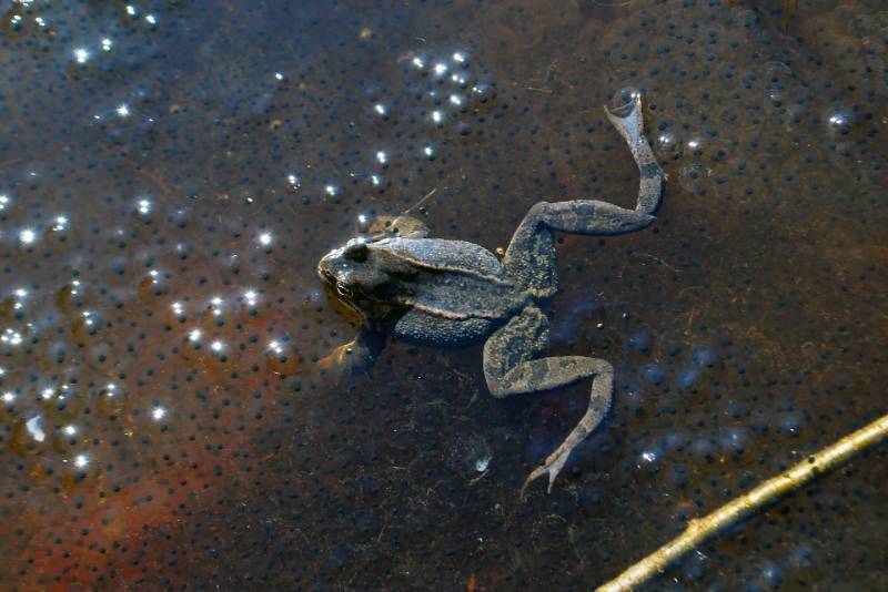 How Many Eggs Do Frogs Lay? What the Science Tells Us (Vet Answer)
