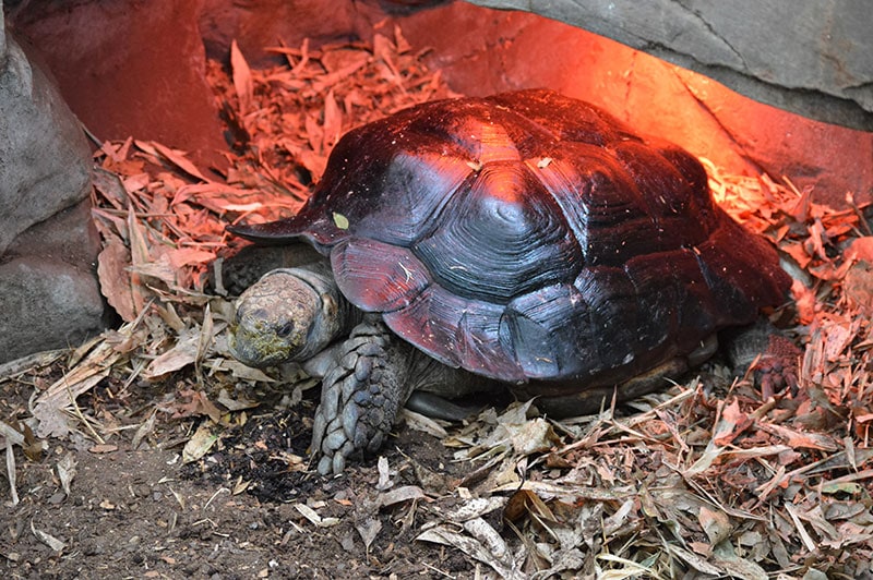 Do Tortoises Need a Heat Lamp? Vet Approved Facts & FAQ