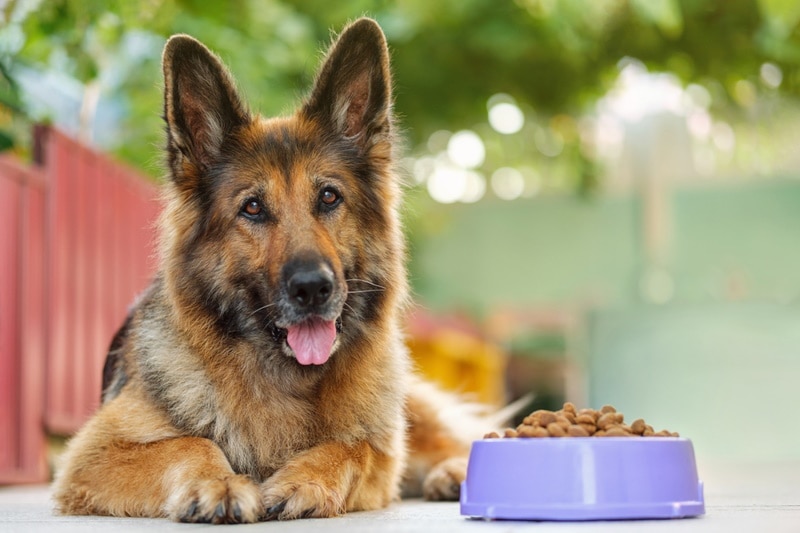 How Long Can German Shepherds Be Left Alone? Time Limits & Considerations