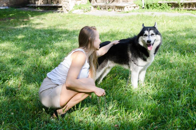 Do Dogs Have Best Friends? Exploring Canine Companionship