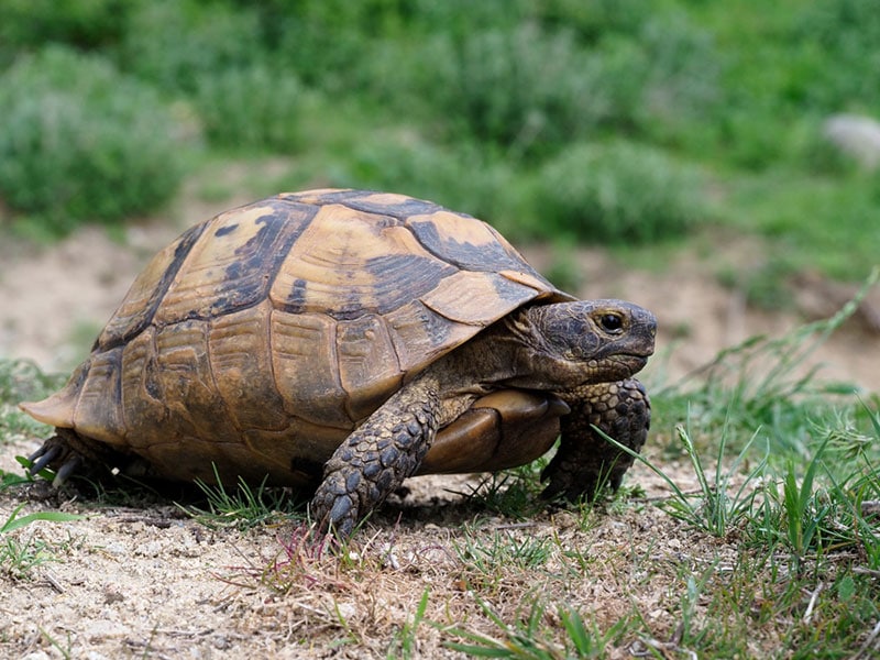 How Long Do Tortoises Live? Vet Reviewed Average Lifespan, Data & Care