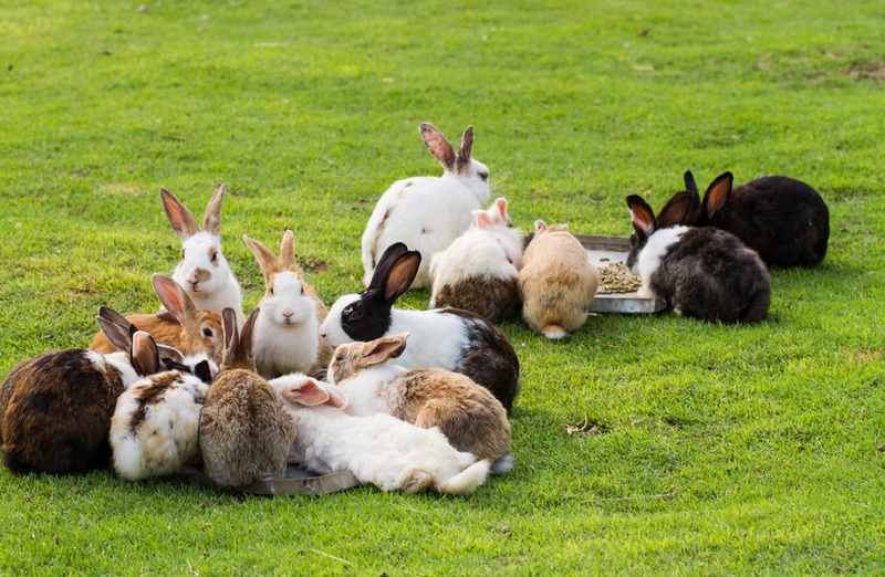 What Is a Group of Rabbits Called? The Interesting Answer