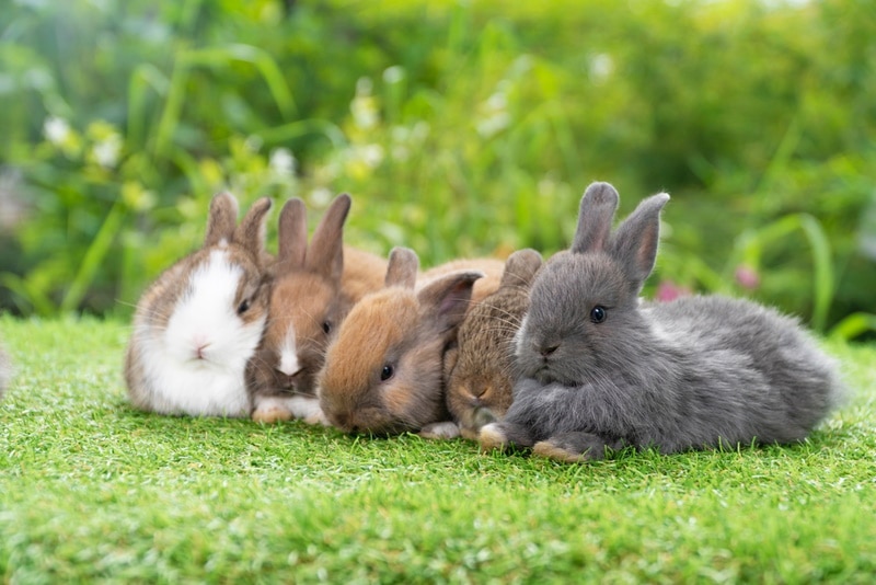 When Do Rabbits Stop Growing? Vet-Reviewed Life Stages & Size Guide