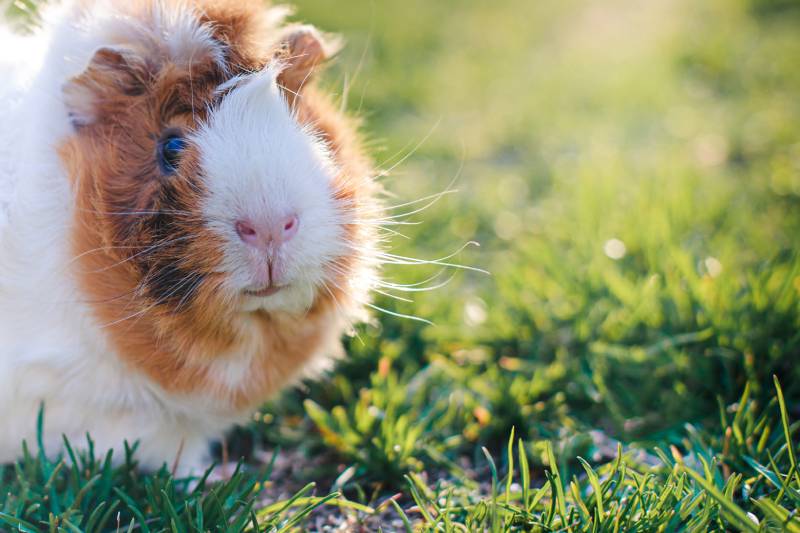 Do Cats Eat Guinea Pigs? Vet-Reviewed Cohabitation Facts & FAQ