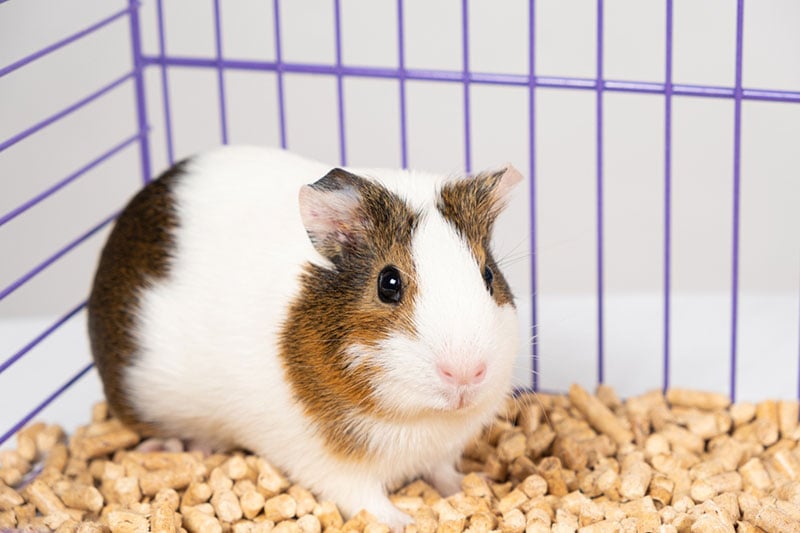 How Much Space Does a Guinea Pig Need? Size Chart & FAQ
