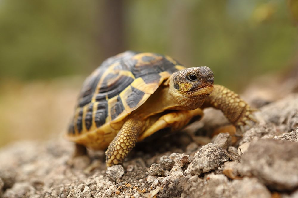 hermann turtle