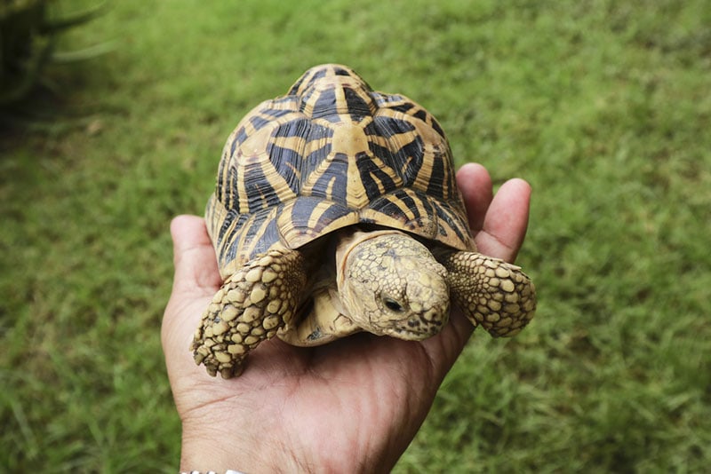 Are Tortoises Good Pets? Facts & FAQ