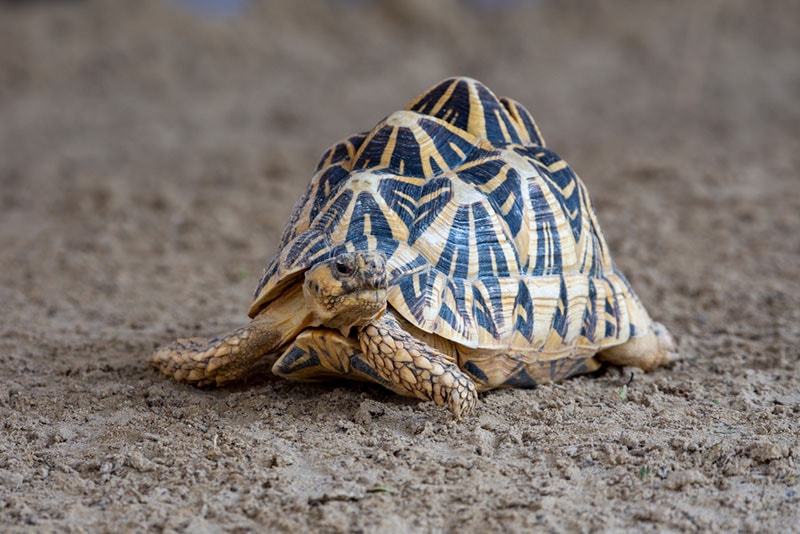 Indian Star Tortoise Info: Pictures, Temperament & Traits