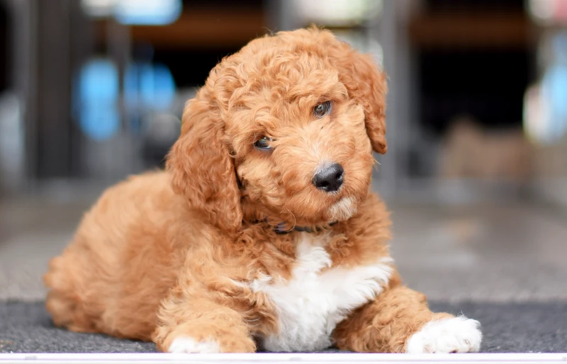 4 Irish Doodle Modern Haircuts (With Pictures)