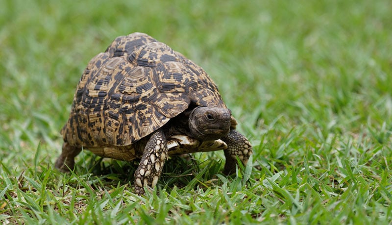 How Fast Can a Tortoise Run? Speed Comparison & FAQ