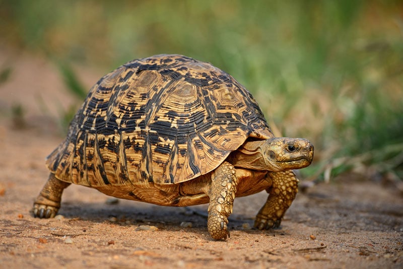 Leopard Tortoise: Pictures, Facts, Diet, & Care Guide