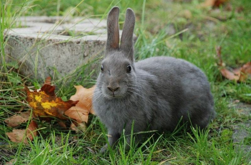 Lilac Rabbit: Info, Care, Diet, Pictures & More