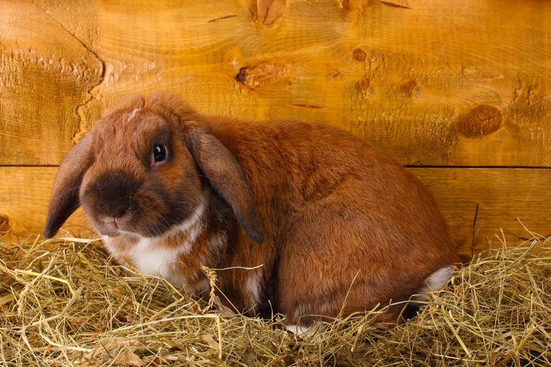 How Long Do Lop Eared Rabbits Live? Average Lifespan, Data & Care
