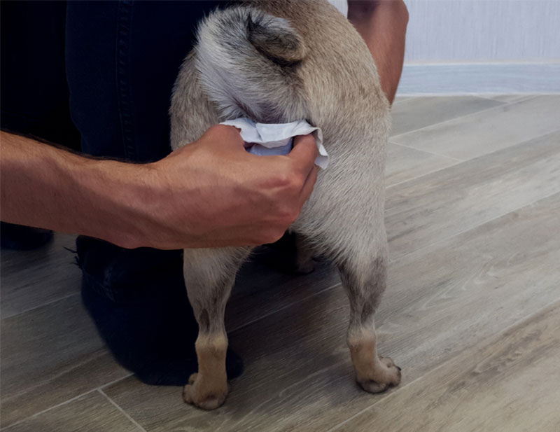 How to Clean a Dog’s Anal Glands: 10 Vet-Verified Steps