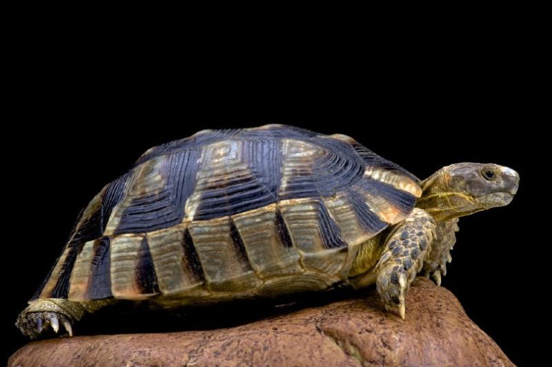 Marginated Tortoise: Pictures, Facts, Diet & Care Guide