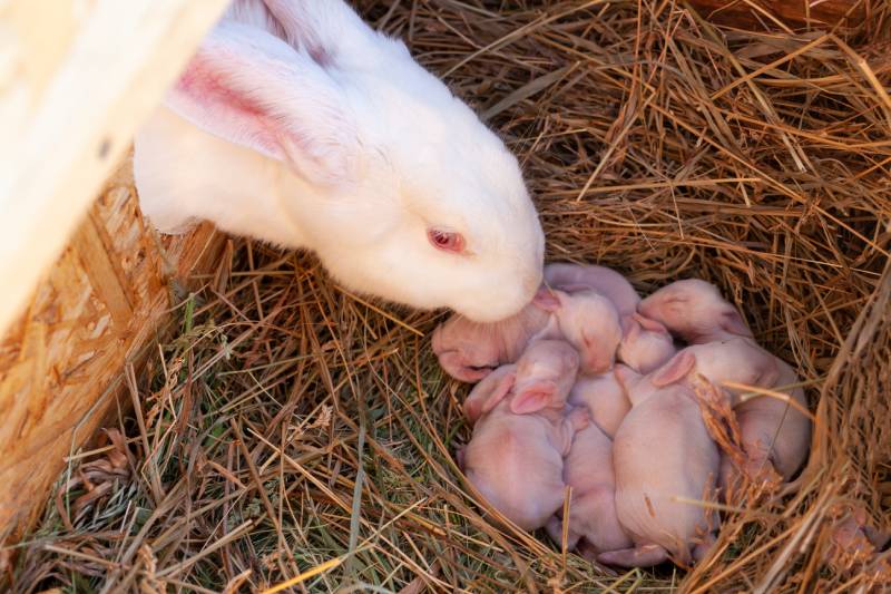 What Do I Do After My Rabbit Gives Birth? 10 Vet-Approved Suggestions