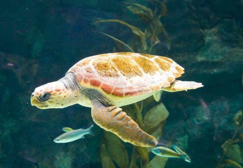 How Fast Can a Turtle Swim? Interesting Facts & FAQ