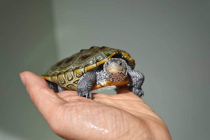 Are Turtles Social Animals? Group Dynamic & Behavior Explored
