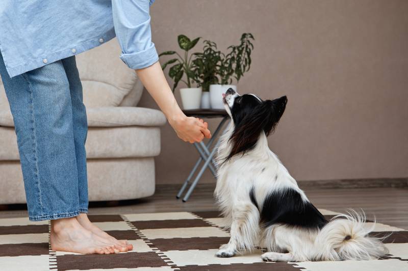 Are Papillons Hypoallergenic? Vet-Reviewed Facts & Tips