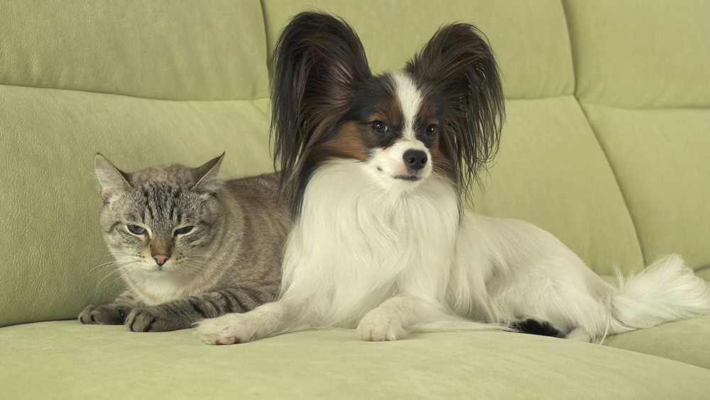 papillon dog and cat on the couch