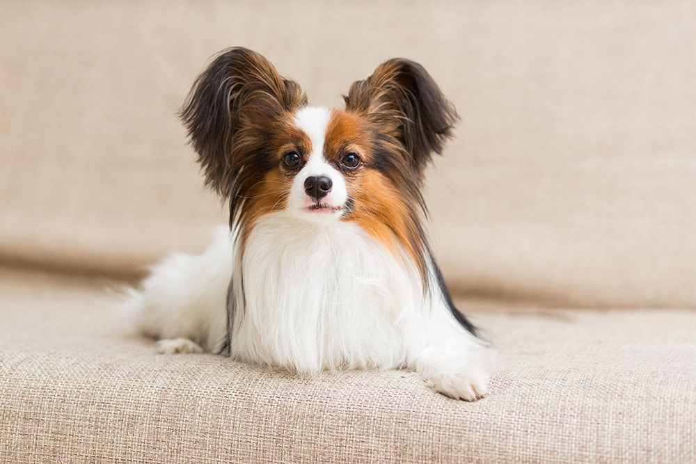 Papillon dog lying on the couch
