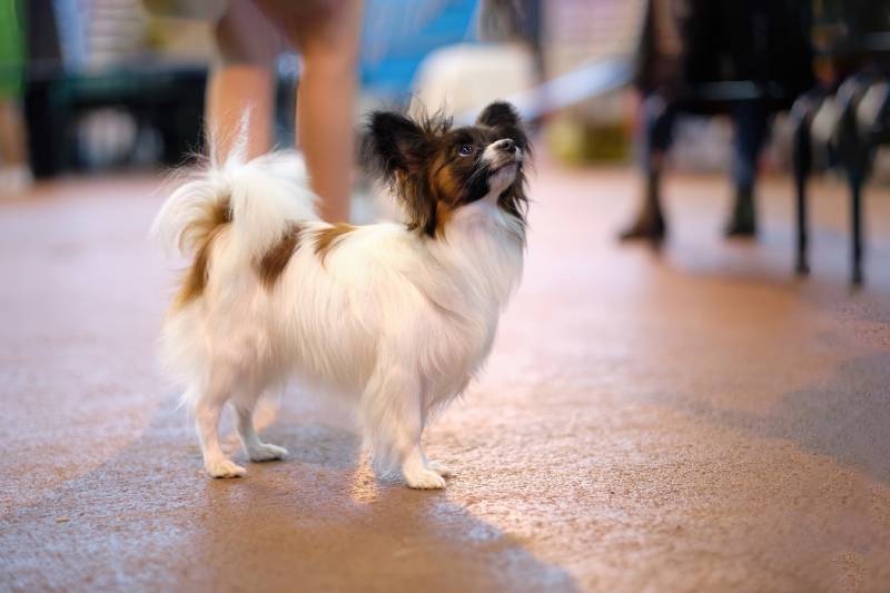 papillon dog with a haircut for the breed stands and attentively waits for the command