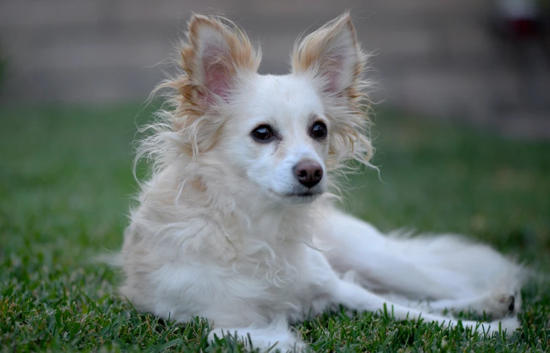 Papshund (Dachshund Papillon Mix) - Info, Pictures, Care Guide & Traits