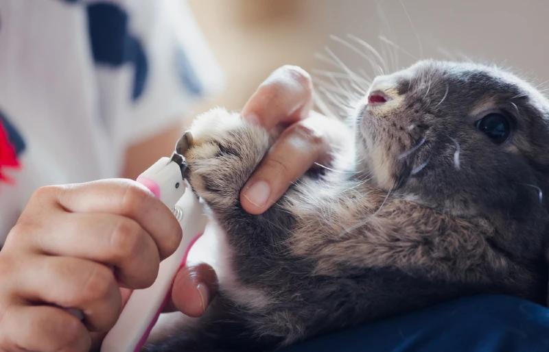 How to Trim Rabbit Nails: 8 Expert Tips (With Pictures)