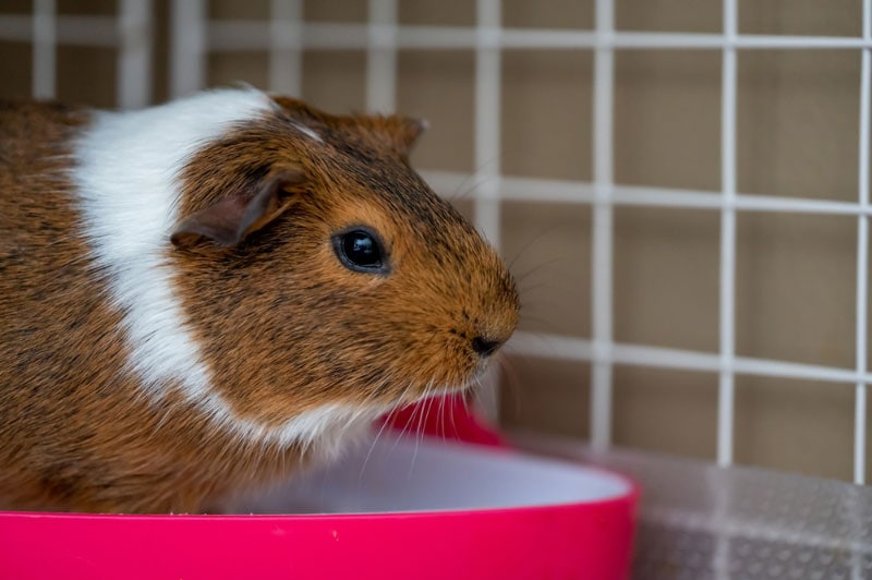 potty trained guinea pig sitting on litter tray