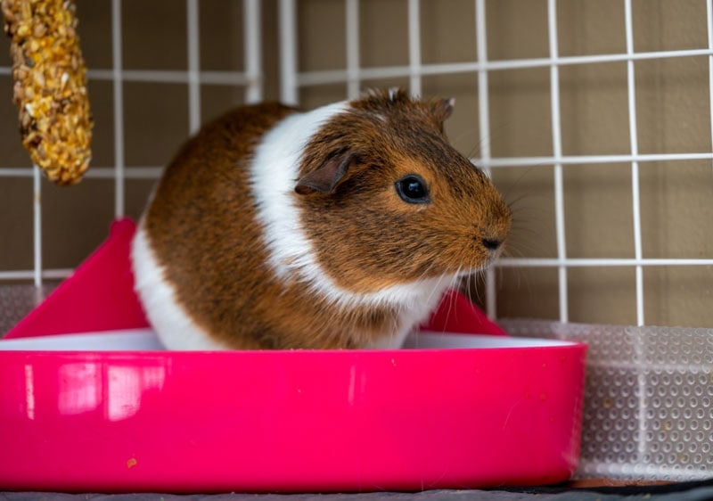 How to Potty Train Guinea Pigs: Guide, Benefits, & Tips