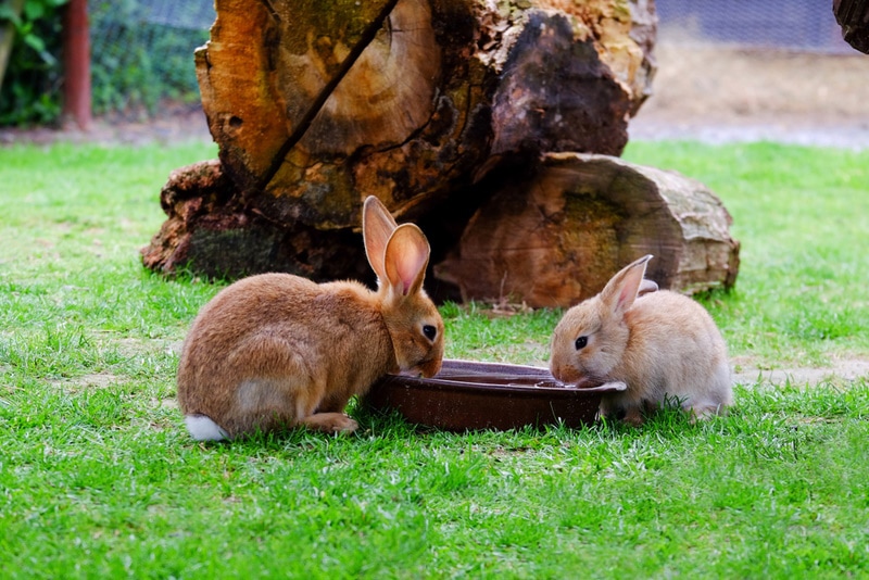 How Rabbits Drink Water: Bowl vs Bottle (Vet Reviewed Differences)