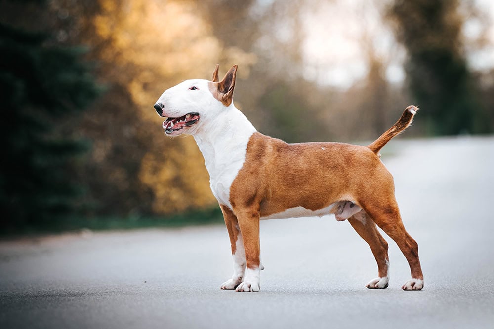 18 Orange & White Dog Breeds (With Info & Pictures)